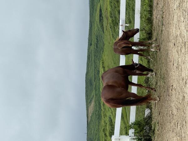 IMG_7573.jpeg
