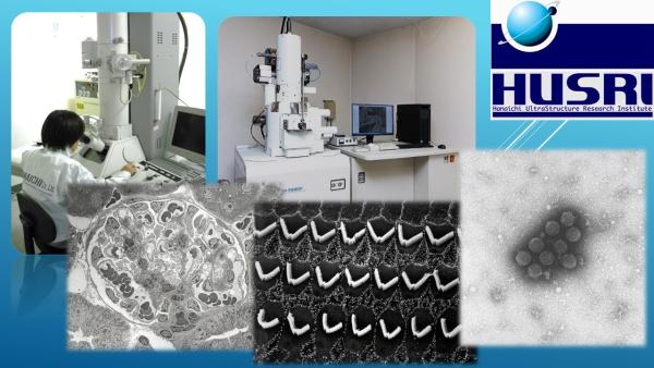 特別デザインの-よくわかる生物電子顕微鏡技術 プロ•トコル・ノウハウ 